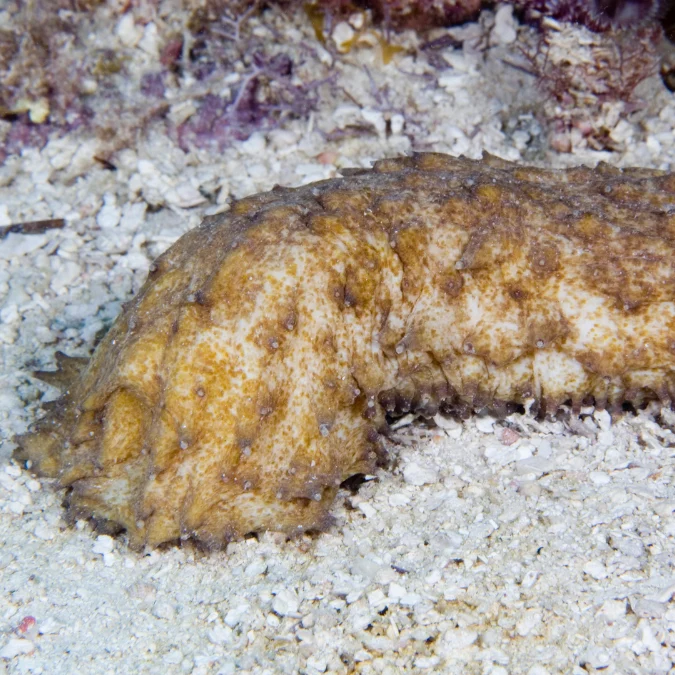 Sea Cucumber Red (Medium/Large)