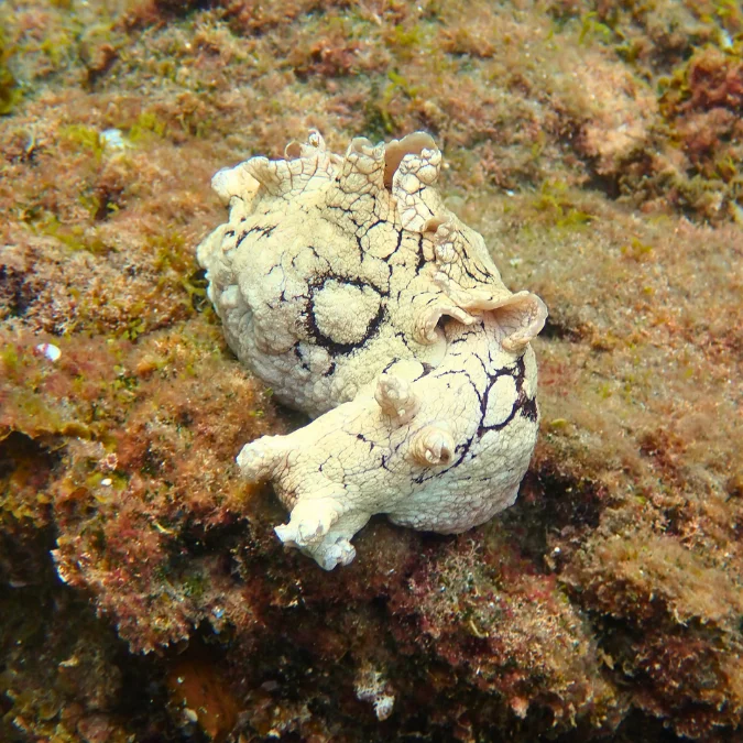 Sea Hare (Medium)