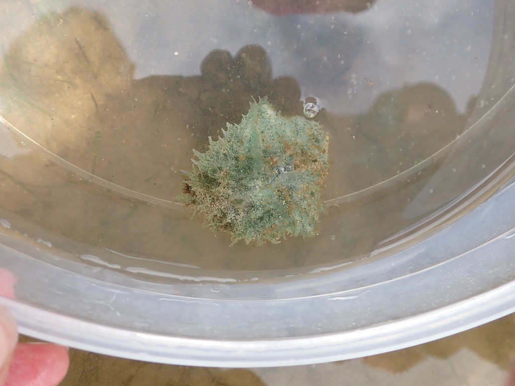 Sea Hare