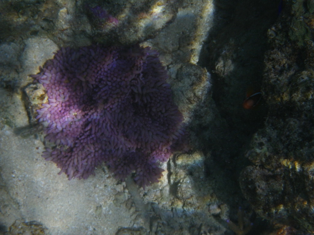 Sebae Anemone