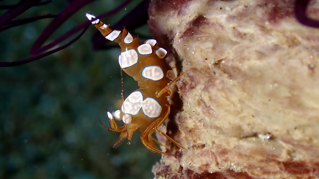 Sexy Shrimp (Small)