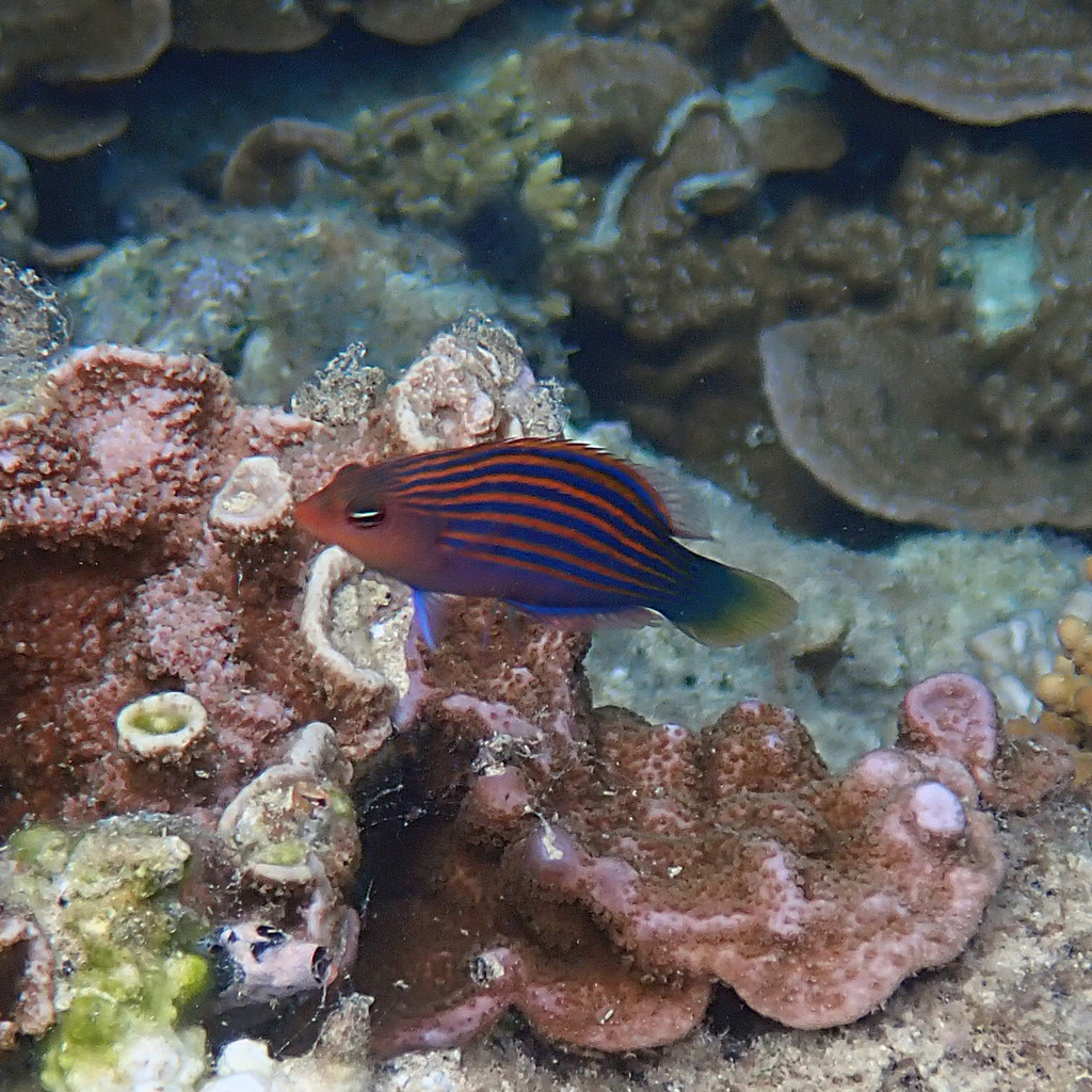 Sixline Wrasse (Medium)