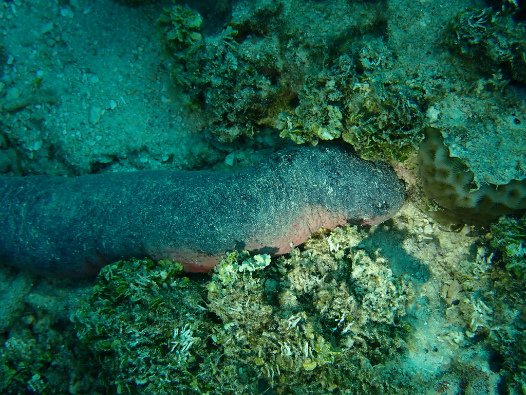 Smooth Pink/Red Sea Cucumber