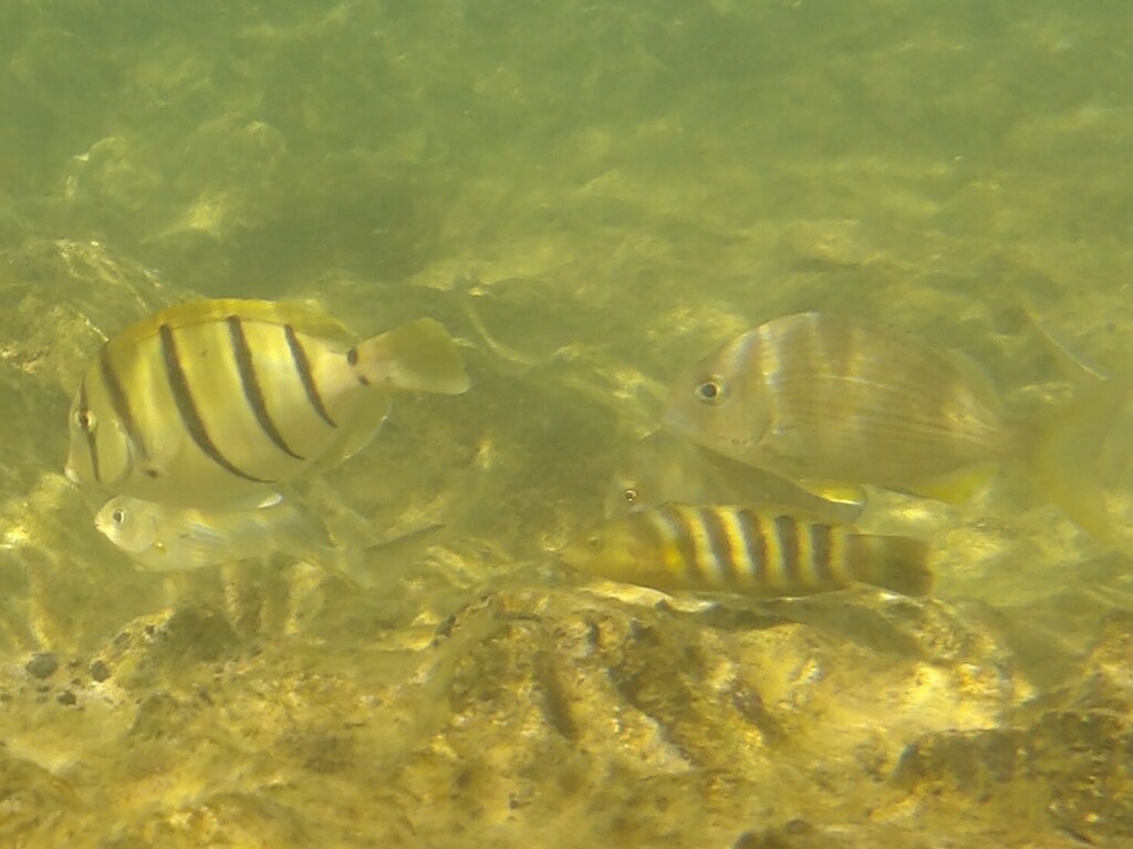 Solar Wrasse (Medium)