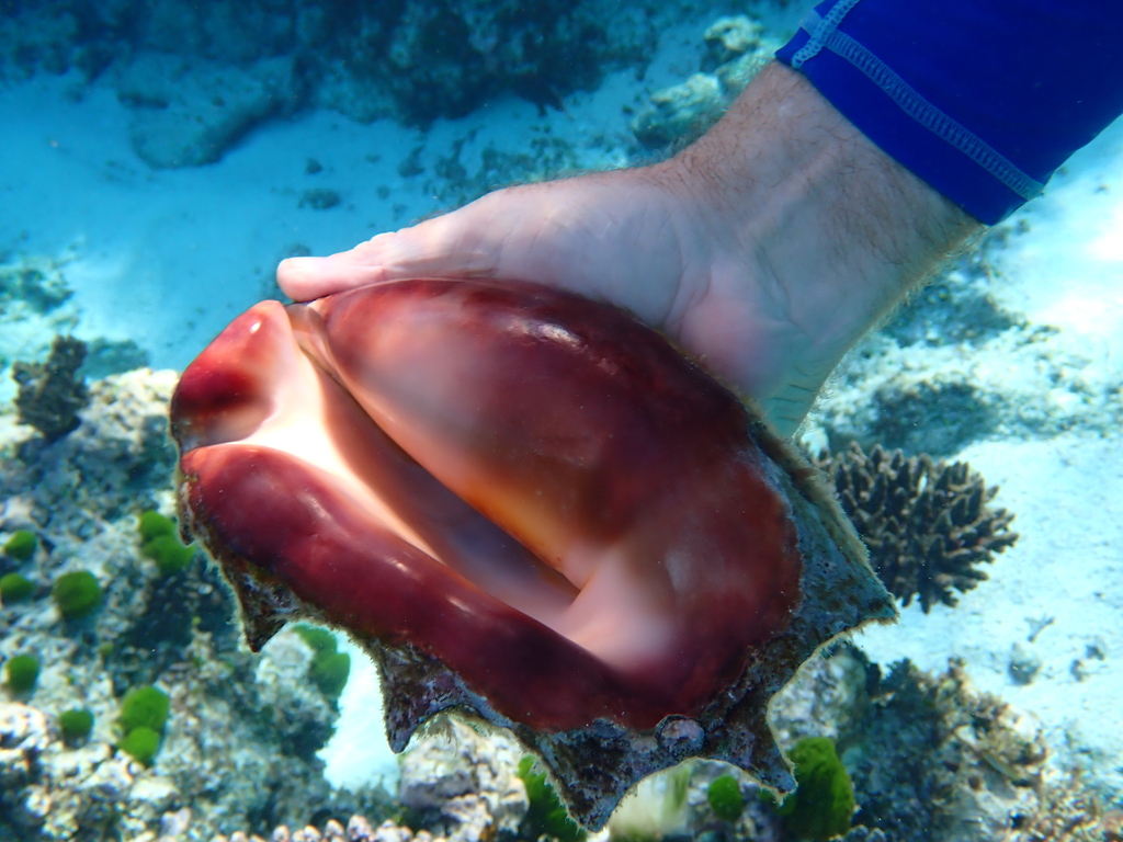 Spider Conch