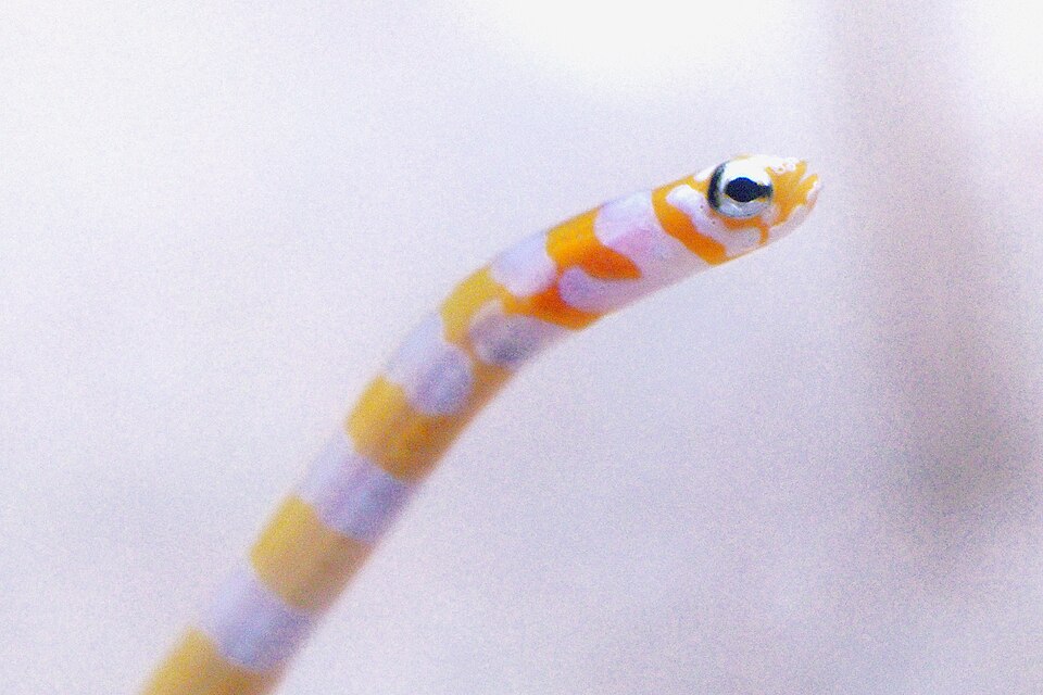 Splendid Garden Eel (Medium)