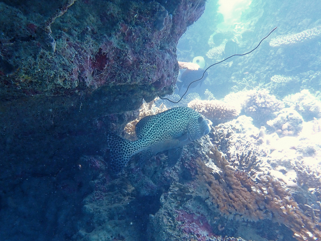 Spotted Sweetlips (Medium)