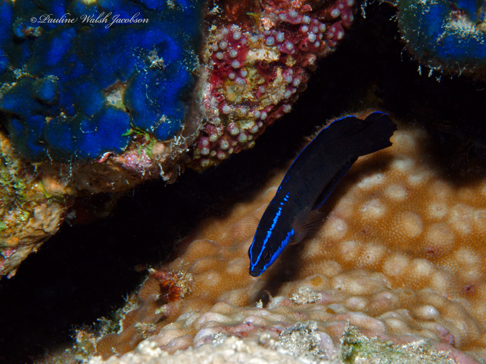 Springeri Dottyback (Medium)