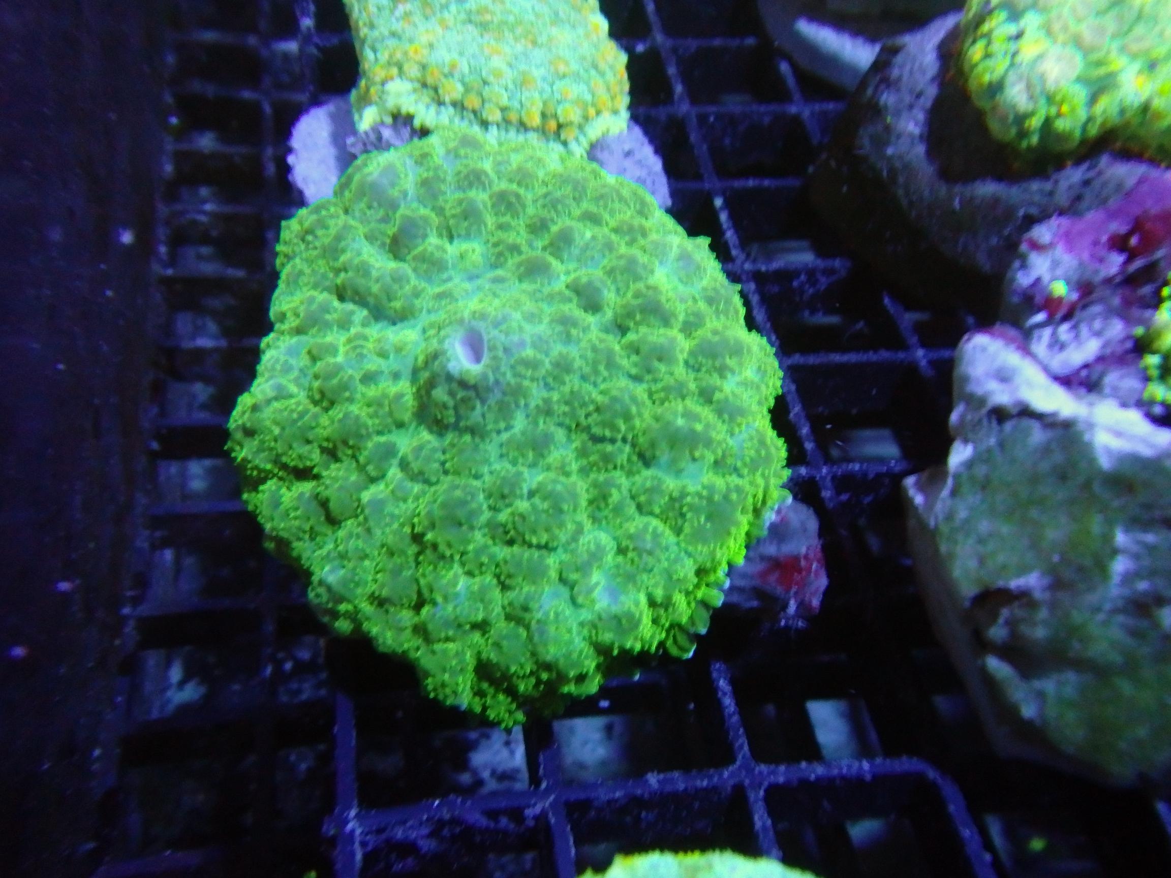 St. Thomas Mushroom Red