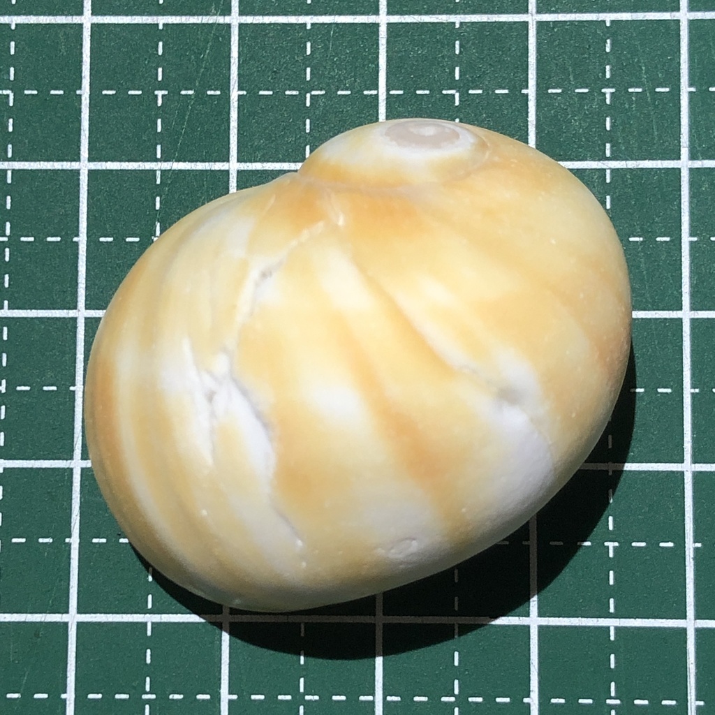 Star Snail — 10 Pack