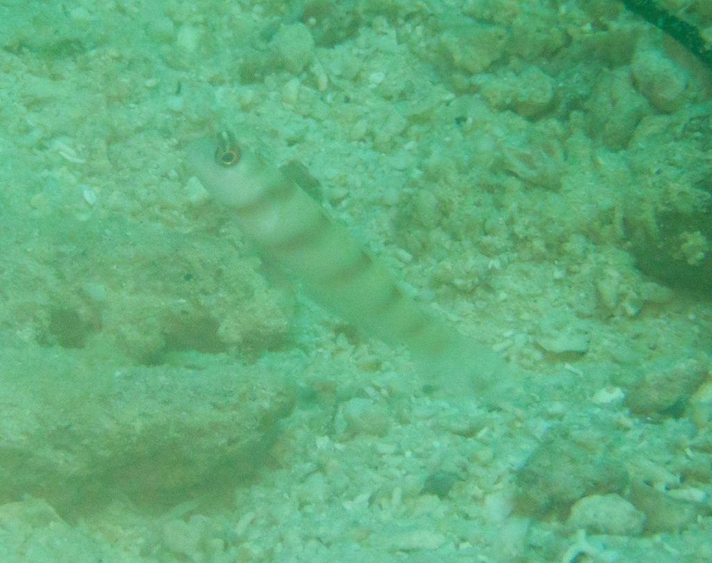 Steinitz'S Shrimp Goby (Medium)