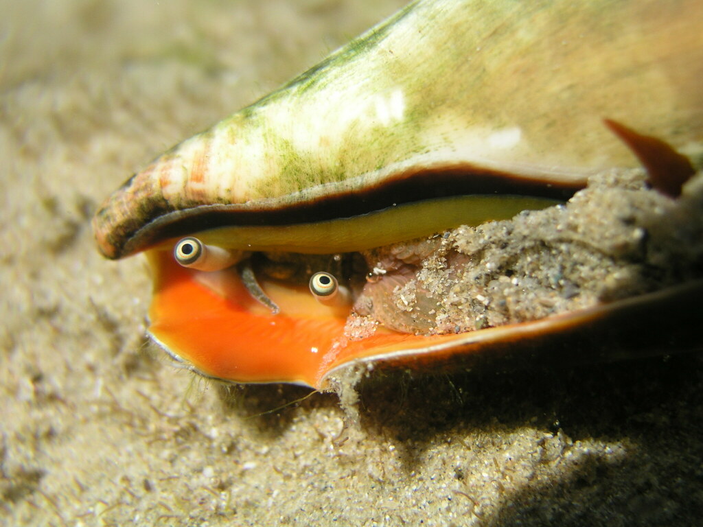 Strawberry Conch — 5 Pack