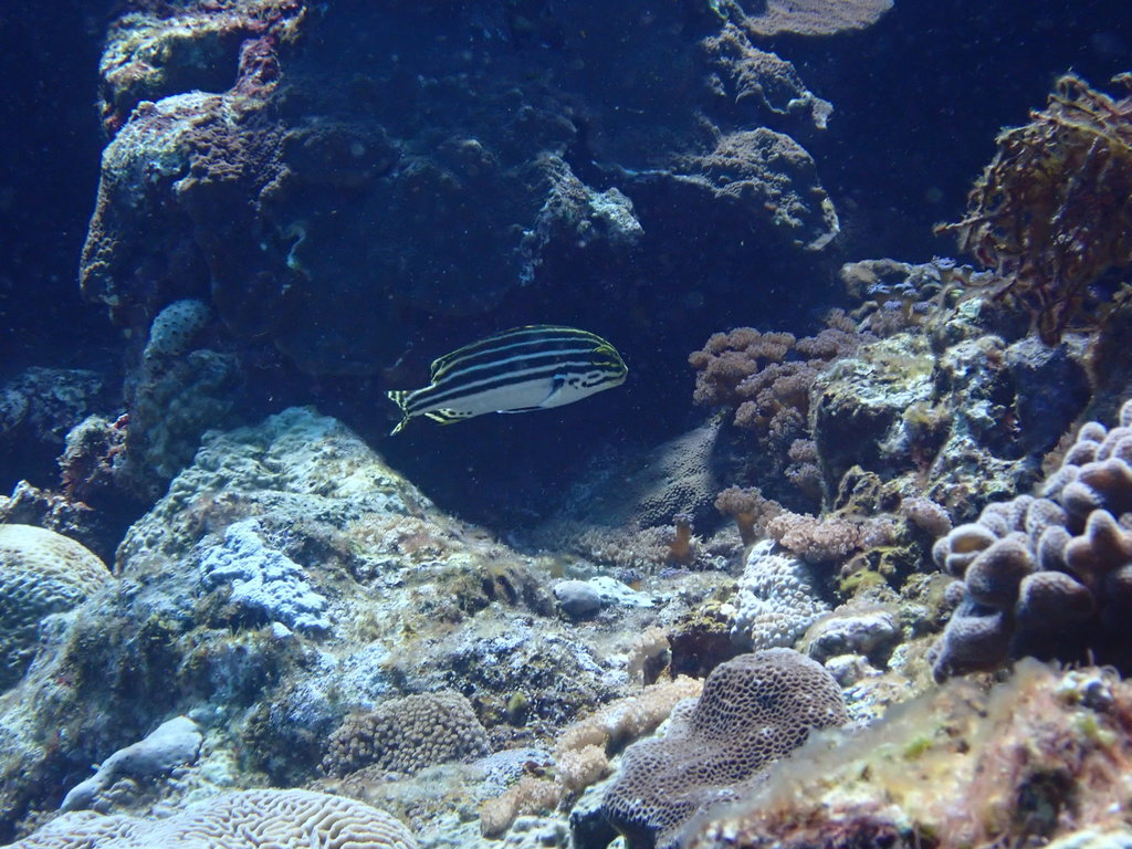 Striped Sweetlip (Medium/Large)