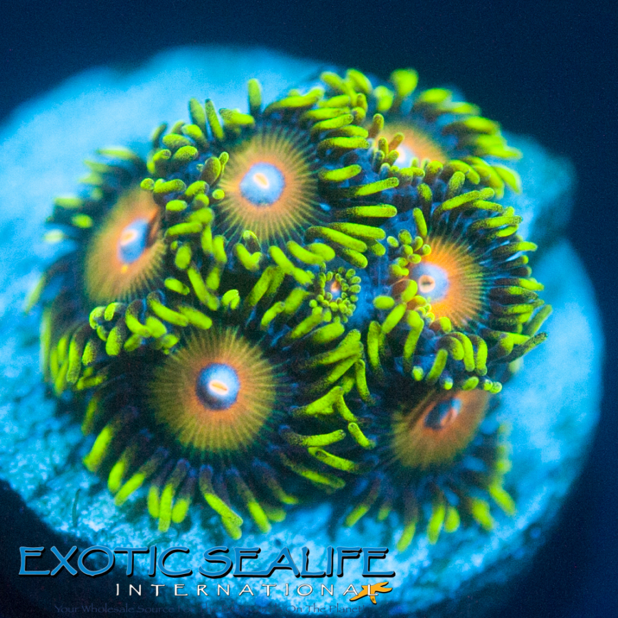 Super Saiyans (2 polyps)