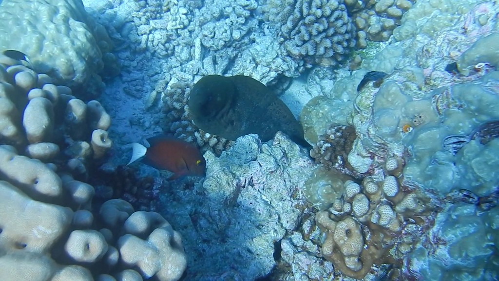 Tang: White Tail Bristletooth