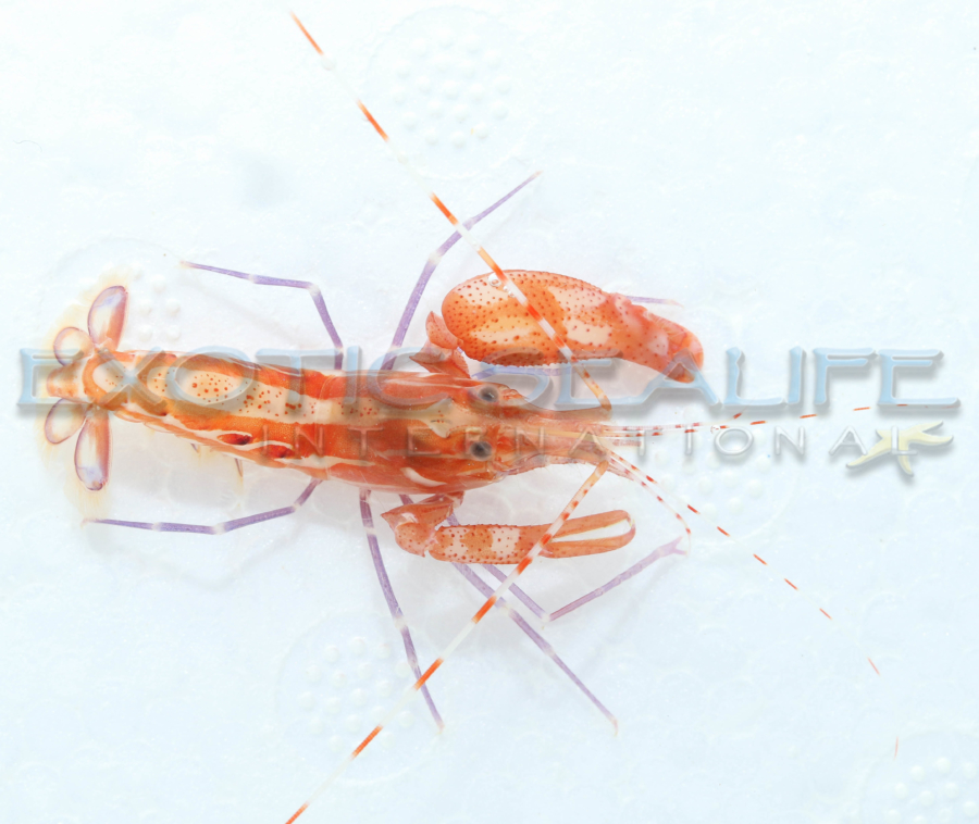 Tiger Pistol Shrimp (Medium)