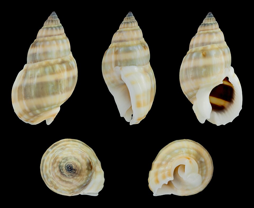 Tongan Nassarius — 5 Pack