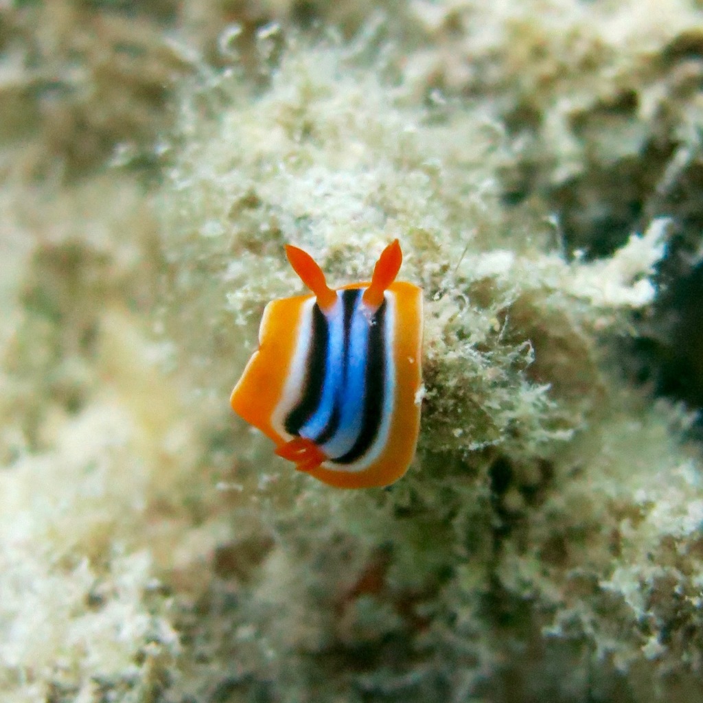 Tricolor Nudibranch