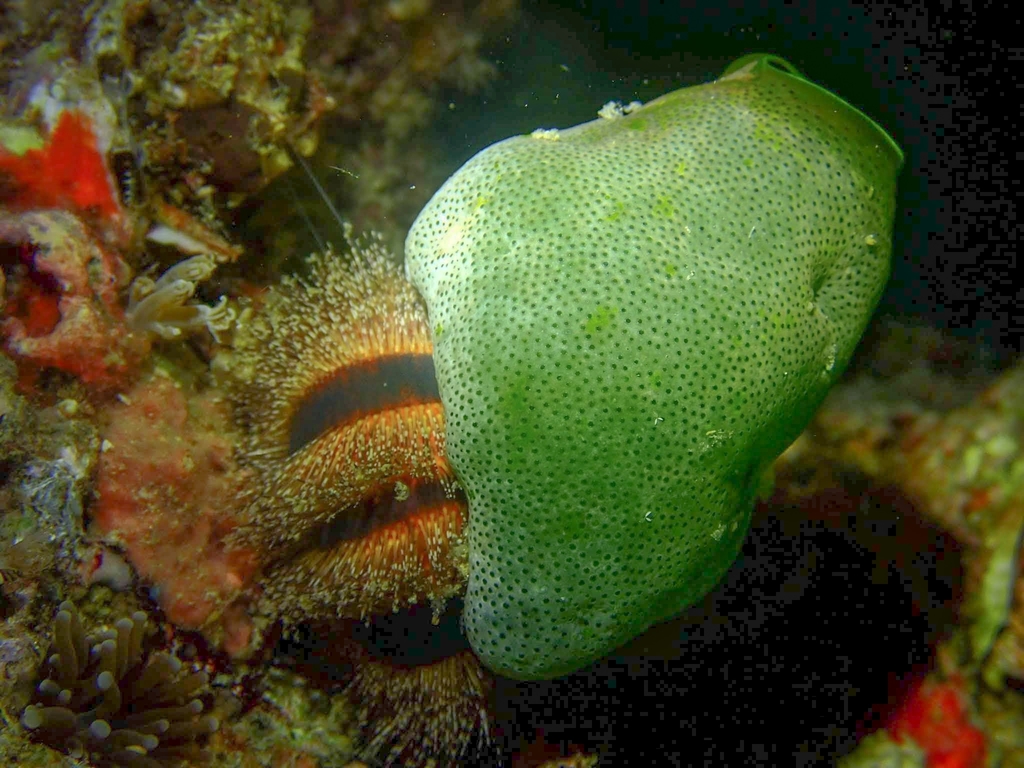 Tuxedo Urchin
