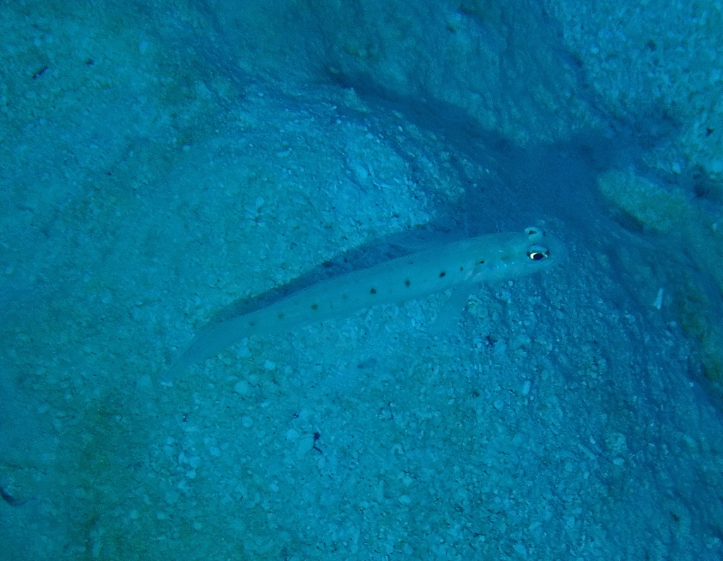 Twin Spot Goby (Medium)