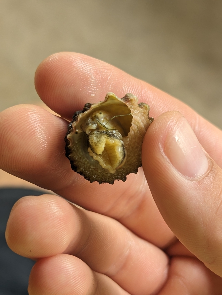 West Indian Star Snail — 5 Pack
