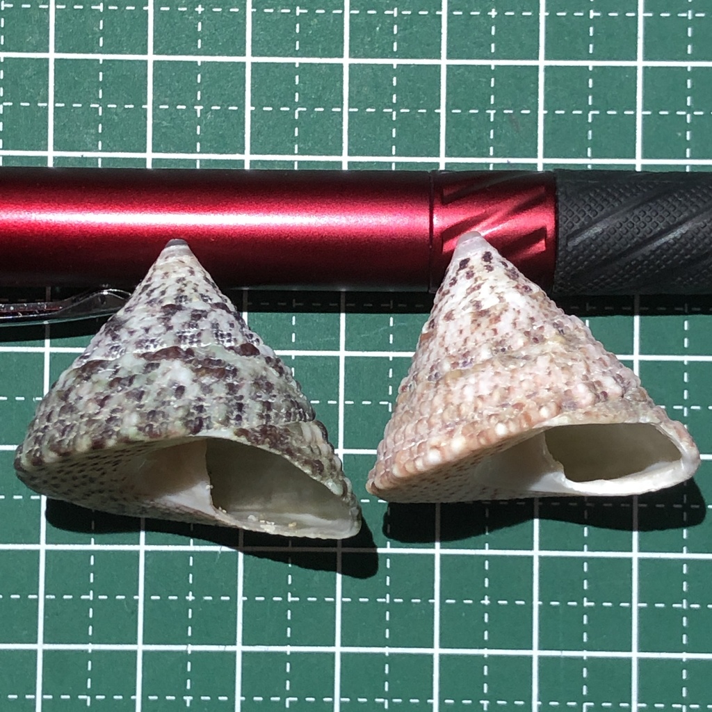 White Trochus Snail — 5 Pack