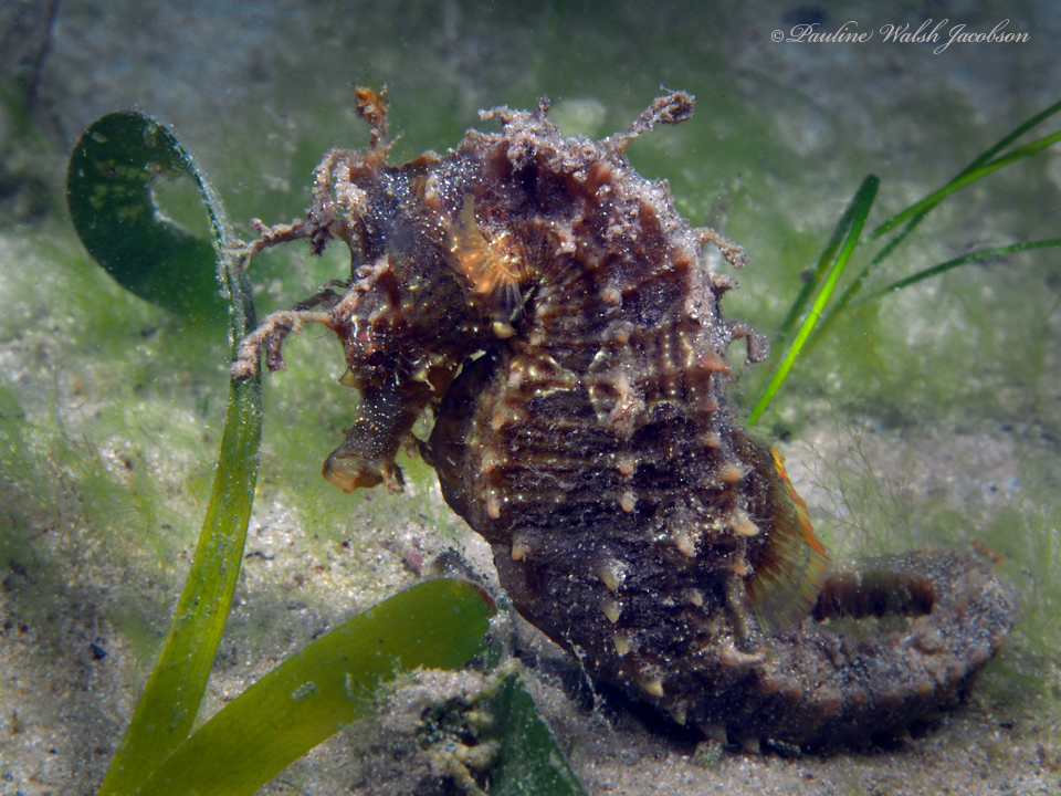 Wild Seahorse