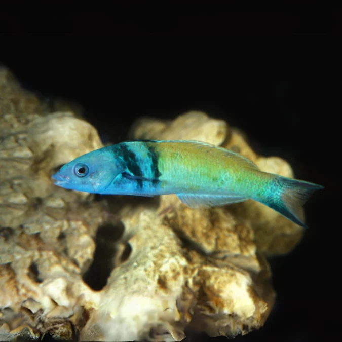Wrasse: Blue Head