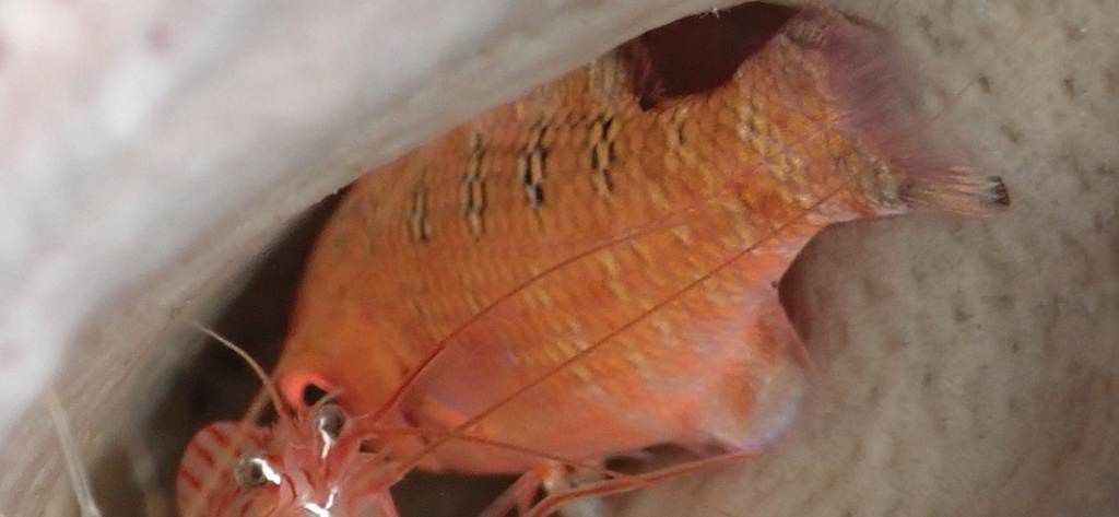 Wrasse: Creole