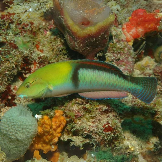 Wrasse: Neon (Yellowhead)