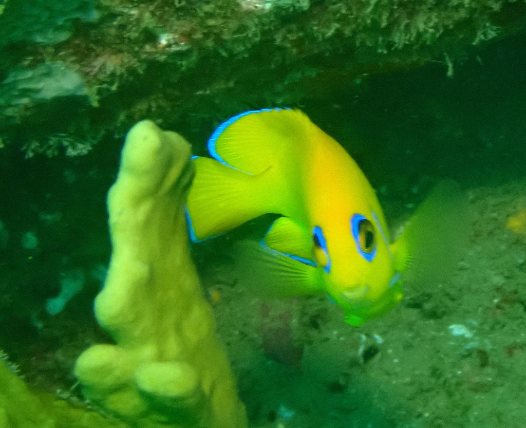 Yellow Angel (Medium)