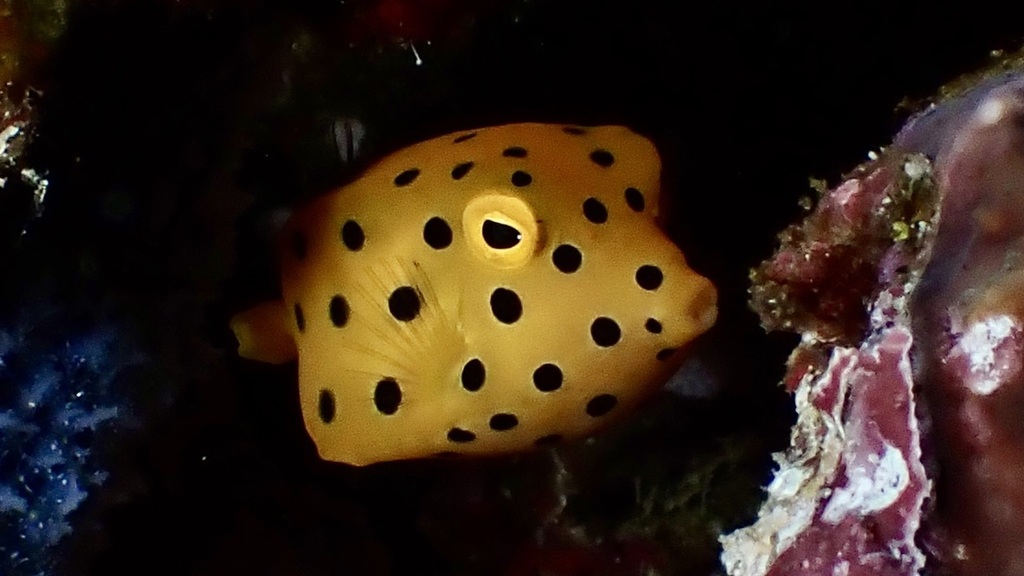 Yellow Boxfish (Small)
