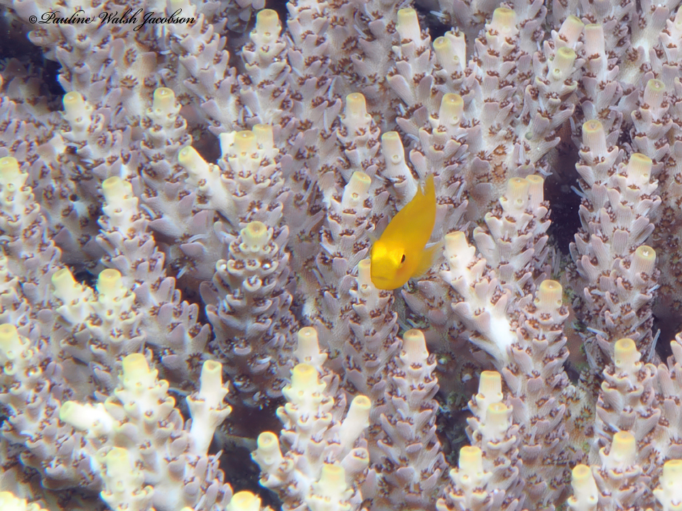 Yellow Clown Goby (Medium)