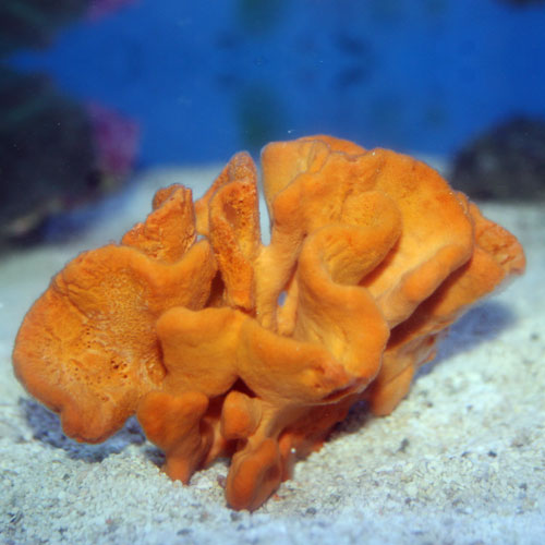 Yellow Frilly Sponge