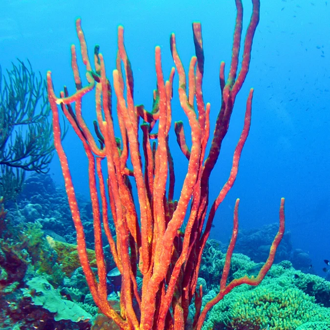 Yellow/Red Tree Sponge