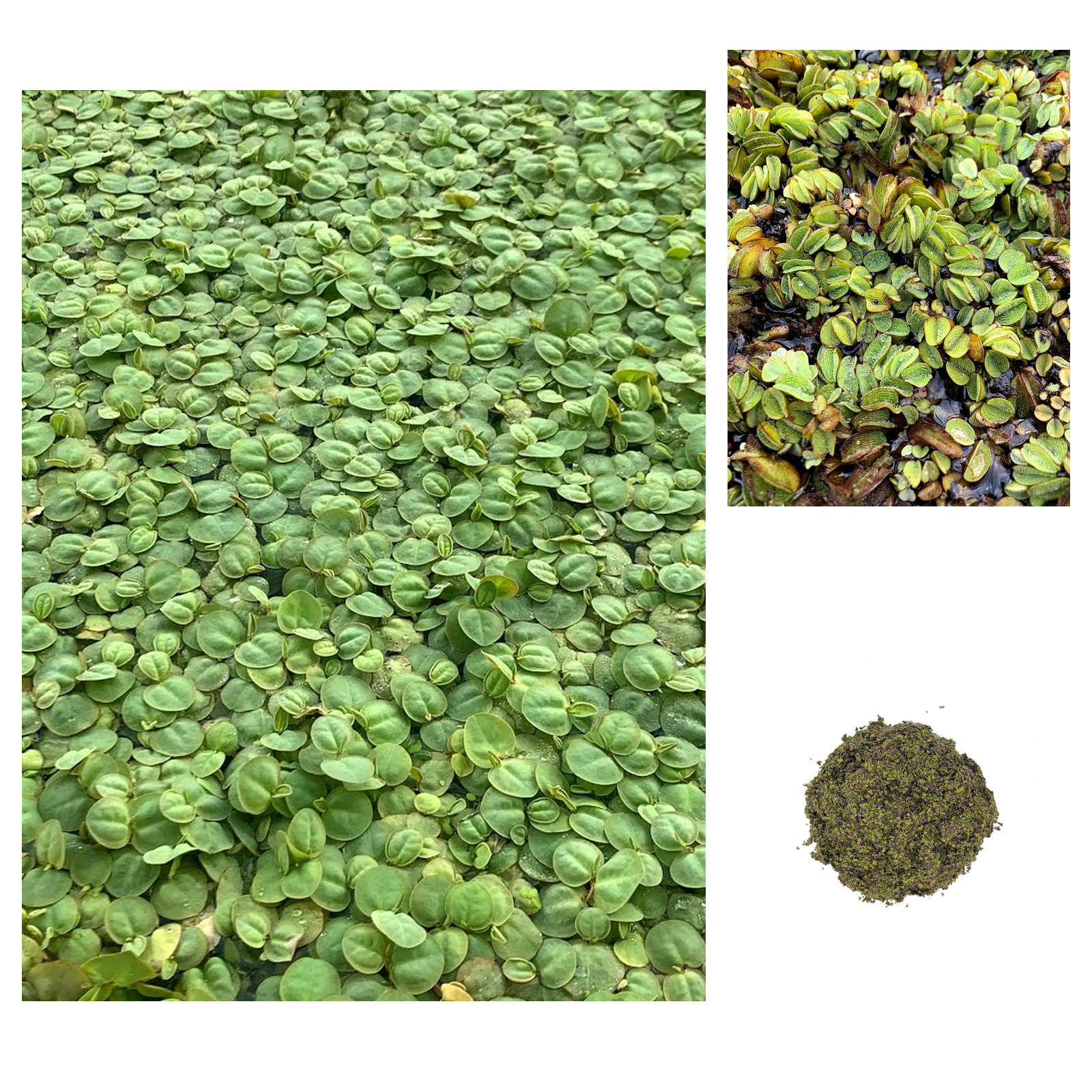 Floating Plant Bundle — Red Root Floaters, Salvinia & Duckweed