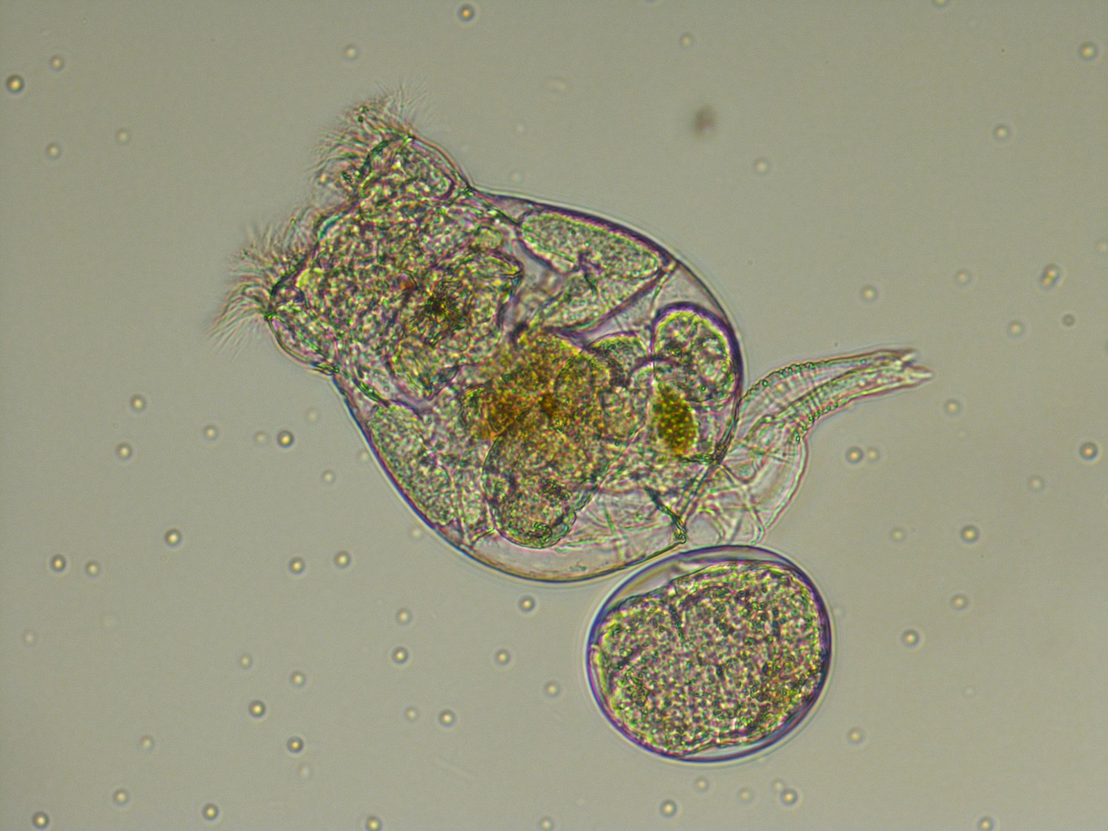 Live marine rotifers under microscope at 400x — Shore Aquatic culture