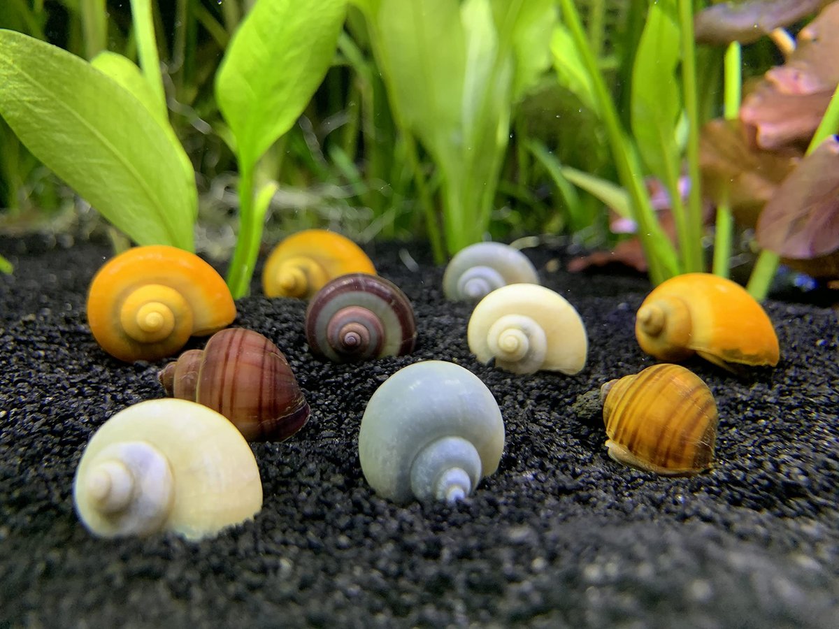 Gold Mystery Snails — 3 Pack