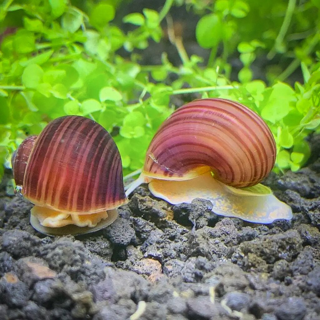Purple Mystery Snails — 3 Pack